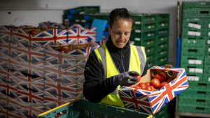 Team member in FareShare Southern Central warehouse sorting tomatoes in a pallet