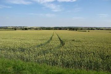 Wheat field in East Anglia