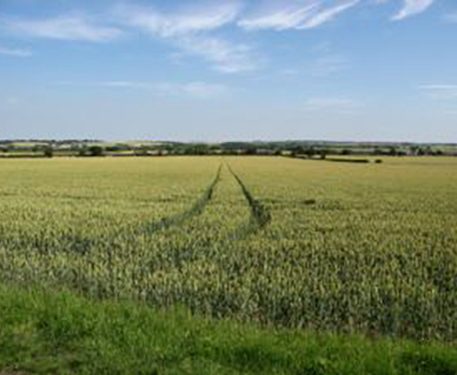 Wheat field in East Anglia