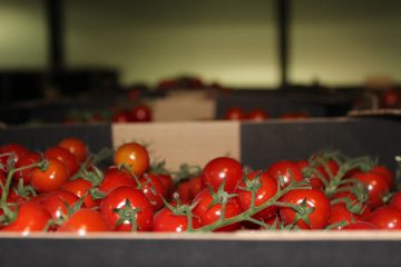 eric_wall_tomato_fareshare
